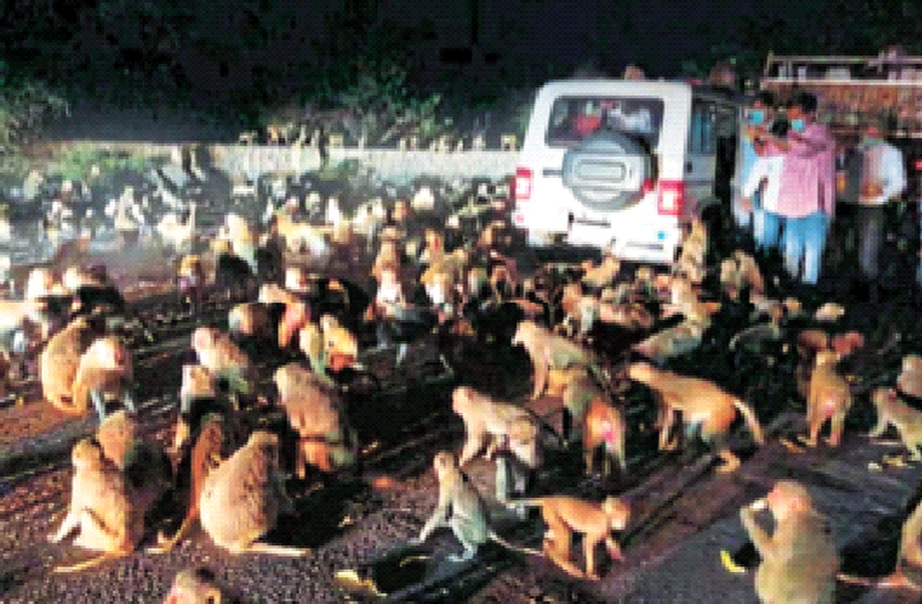 कोरोना संक्रमण: बेजुबानों की जान जोखिम में कोरोना संक्रमण: बेजुबानों की जान जोखिम में