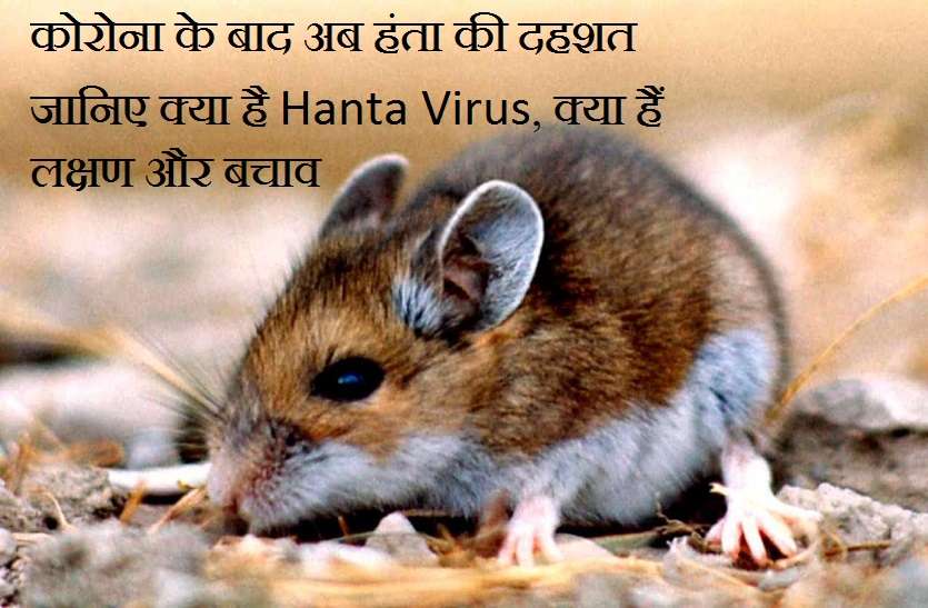 कोरोना के बाद अब हंता की दहशत, जानिए क्या है हंता वायरस, क्या हैं लक्षण और बचाव कोरोना के बाद अब हंता की दहशत, जानिए क्या है हंता वायरस, क्या हैं लक्षण और बचाव