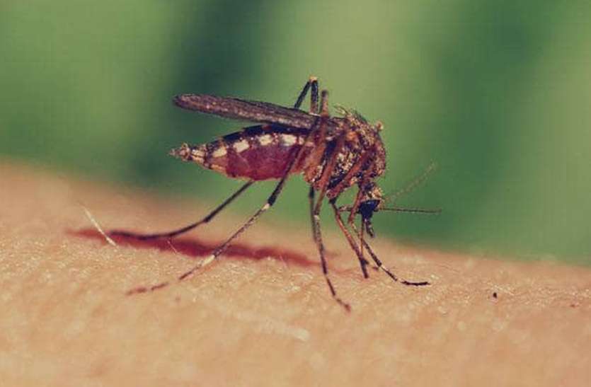 Is Coronavirus Spreading From Mosquitoes Fruits Vegetables ...