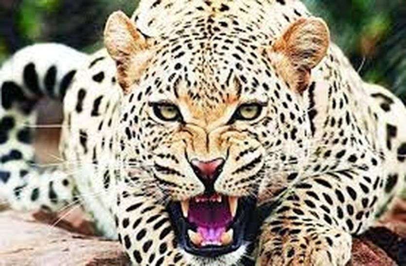 panther's activism वनक्षेत्र छोड़ आबादी में घुस रहे वन्यजीव panther's activism वनक्षेत्र छोड़ आबादी में घुस रहे वन्यजीव