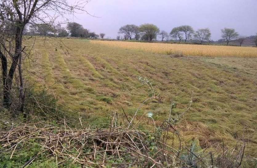 Rabi crop getting ready in the fields, harvesting will be a challenge खेतों में तैयार हो रही रबी की फसल, कटाई बनेगी चुनौती
