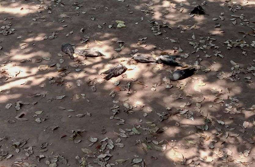 रिपोर्ट में हुआ खुलासा, बर्ड फ्लू से हुई पक्षियों की मौत रिपोर्ट में हुआ खुलासा, बर्ड फ्लू से हुई पक्षियों की मौत