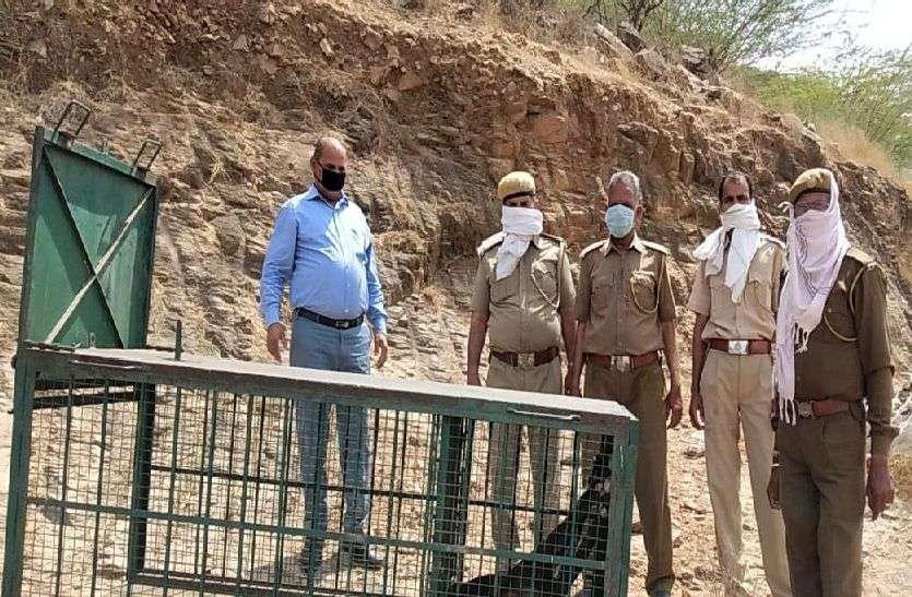 kishangarh_तिलोनिया में पैंथर होने की आशंका kishangarh_तिलोनिया में पैंथर होने की आशंका