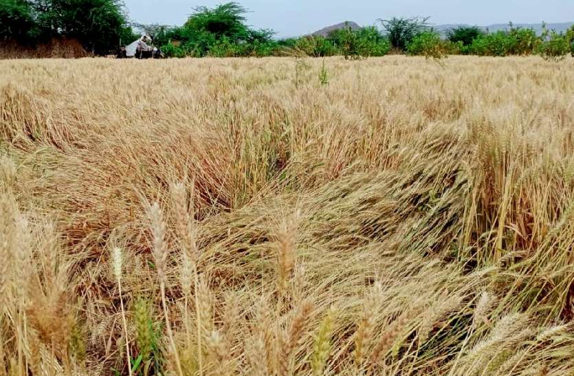 बारिश से फसलों को हुआ नुकसान, किसानों की बढ़ी चिंता बारिश से फसलों को हुआ नुकसान, किसानों की बढ़ी चिंता