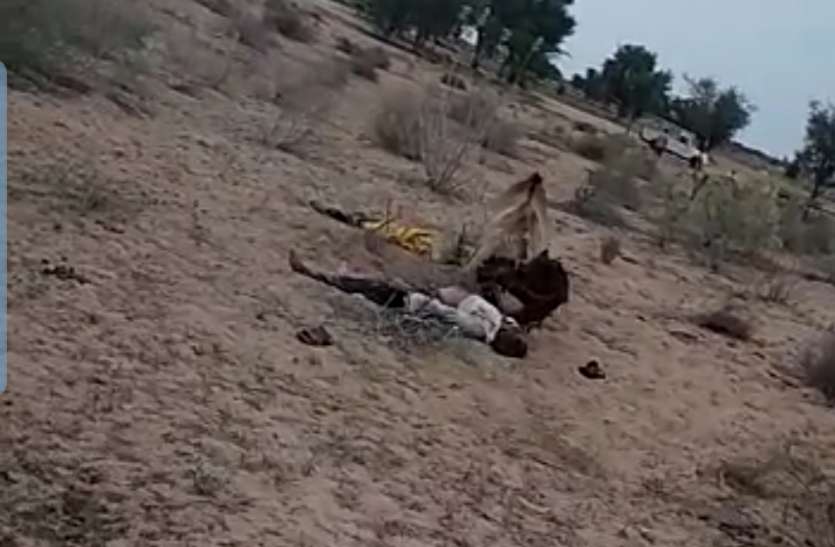 ऊंटनी मालिक के पीछे दौड़ी, जबड़े से सिर को पकड़ कर जमीन पर पटका ऊंटनी मालिक के पीछे दौड़ी, जबड़े से सिर को पकड़ कर जमीन पर पटका