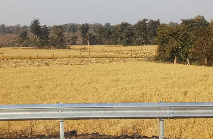 आफत में किसान: पककर खड़ी हुई फसल, कटाई और थ्रेसिंग किसानों के लिए चुनौती आफत में किसान: पककर खड़ी हुई फसल, कटाई और थ्रेसिंग किसानों के लिए चुनौती