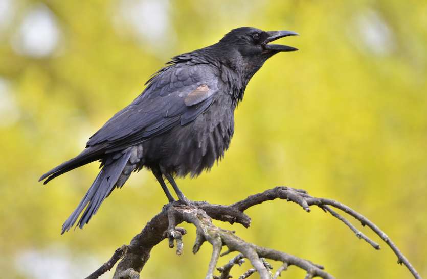Covird Crows कोरोना (कोविड) से मिलते जुलते नाम के प्रजाति वाले कौवे होते हैं चालाक, जानें इनके हर काम में माहिर होने की वजह