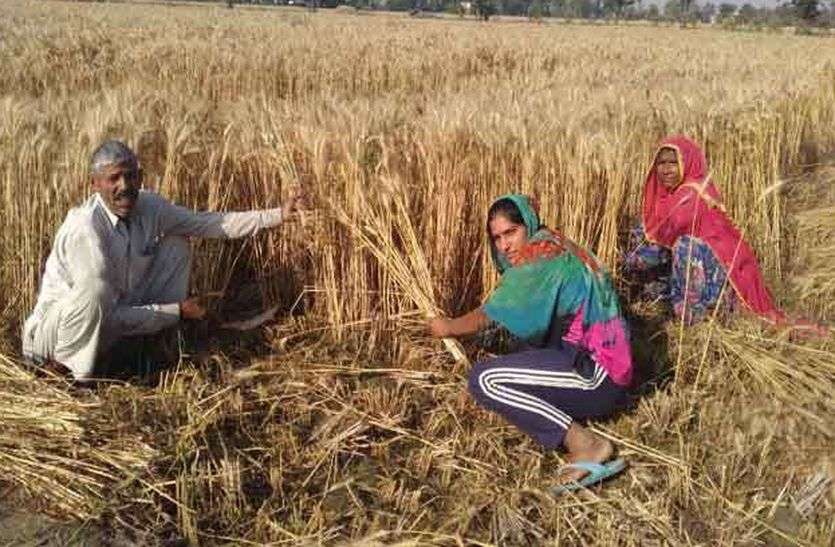 मारवाड़-गोड़वाड़ में हुई बारिश ने किसानों की बढ़ाई चिंता, तीस फीसदी फसलों में खराबे की आशंका मारवाड़-गोड़वाड़ में हुई बारिश ने किसानों की बढ़ाई चिंता, तीस फीसदी फसलों में खराबे की आशंका