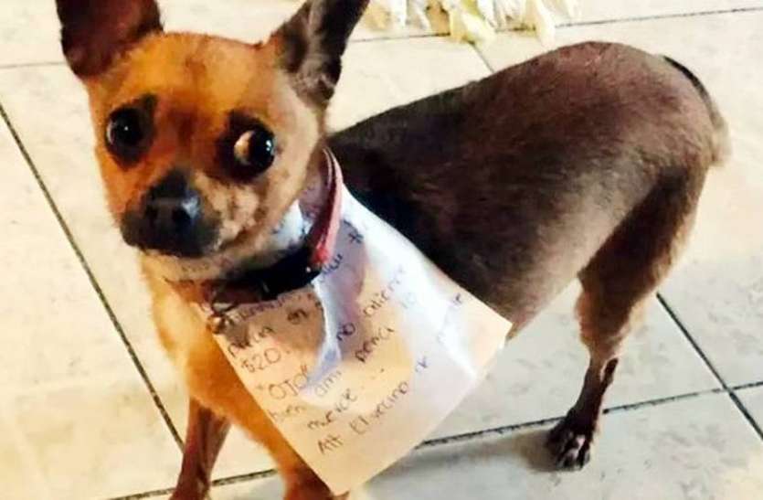 doggy1.jpg कोरोना के कहर में डॉगी बना सुपरस्टार, गले में पर्चा टांगकर मालिक के लिए लेने पहुंचा चिप्स