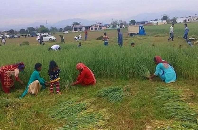 Guidelines Of Crop Harvesting During Corona Virus Lock Down ध्यान दें किसान, फसल काटते समय पहनना होगा मास्क, कृषि विभाग ने जारी की यह गाइडलाइन