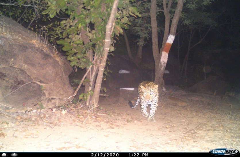 leopard कोरोना के शोर में शहर में तेंदुए ने चौंकाया