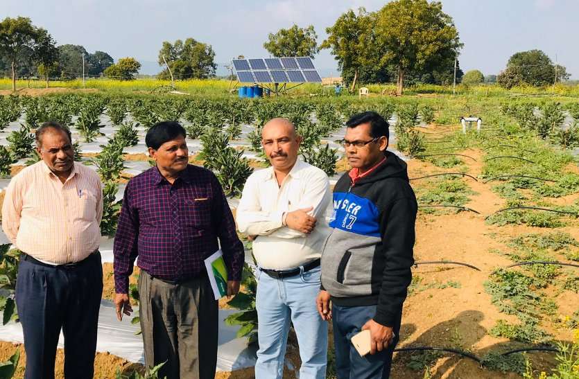 Farmers are earning profits from grafted brinjal farming ढाई एकड़ में पांच लाख खर्च कर किसान ने लगाए ग्राफ्टेड बैगन, ढाई साल तक होगा 14 लाख मुनाफा, गजब का है तरीका