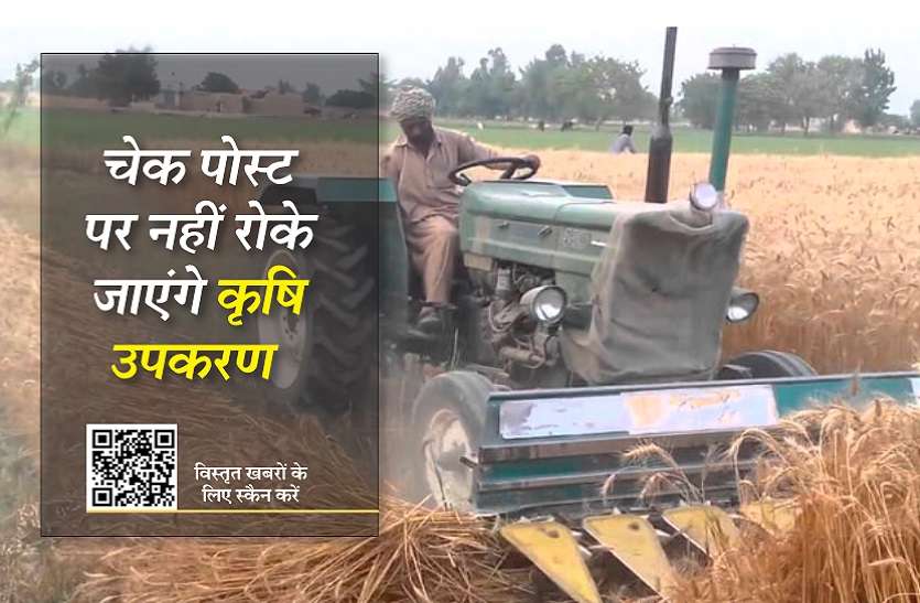 फसल तैयार, एक सप्ताह में नहीं कटी तो होगा बड़ा नुकसान फसल तैयार, एक सप्ताह में नहीं कटी तो होगा बड़ा नुकसान