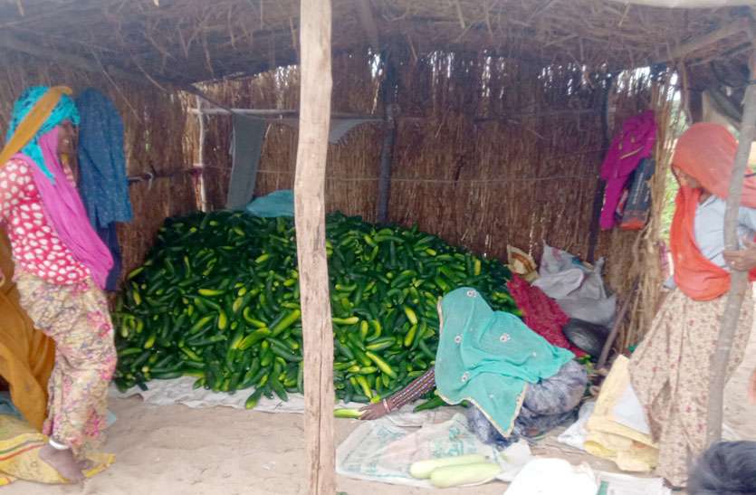 कोरोना वायरस: पहले भाव ने मारा, अब कोरोना तोड़ रहा कमर, दर्जनों टन तैयार खीरा ककड़ी व सब्जियां हो रही बेकार कोरोना वायरस: पहले भाव ने मारा, अब कोरोना तोड़ रहा कमर, दर्जनों टन तैयार खीरा ककड़ी व सब्जियां हो रही बेकार