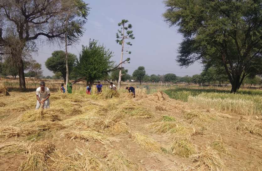 कोरोना के खौफ के बीच मौसम ने ली अंगड़ाई, किसानों की उड़ी नींद कोरोना के खौफ के बीच मौसम ने ली अंगड़ाई, किसानों की उड़ी नींद