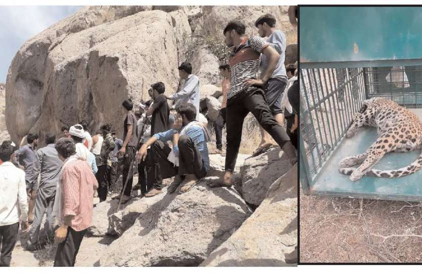 गाय का शिकार कर सुरंग की घुसा पैंथर, फंसने की हुई मौत गाय का शिकार कर सुरंग में घुसा पैंथर, फंसने की हुई मौत