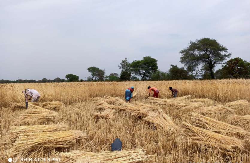 आनंदपुर। किसान खुद परिवार सहित कर रहे खड़ी फसल की कटाई। खेतों में खड़ी फसल को काटना बना चुनौती