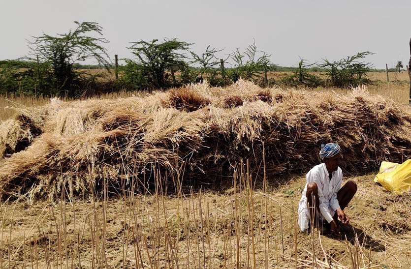 बूंदाबांदी व बदलते मौसम से किसानों की बढ़ी परेशानी, खेतों में पक कर खड़ी है फसल बूंदाबांदी व बदलते मौसम से किसानों की बढ़ी परेशानी, खेतों में पक कर खड़ी है फसल