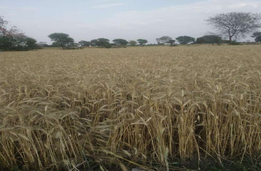 Ready crop in fields, no one for harvesting खेतों में पककर तैयार फसल, काटने कोई तैयार नहीं