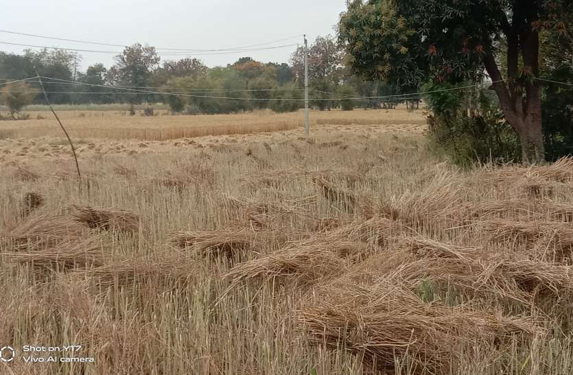 Harvested fields become wet, abnormal cloud cover बूंदाबादी से किसानों के चेहरों पर चिंता की लकीर