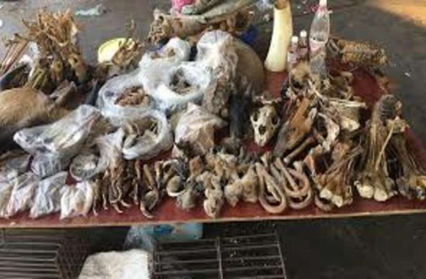 body1.jpg कोरोना वायरस : चीन का कम नहीं हुआ नॉनवेज प्रेम, इलाज के लिए जानवरों के अंगों से बनाई दवाई