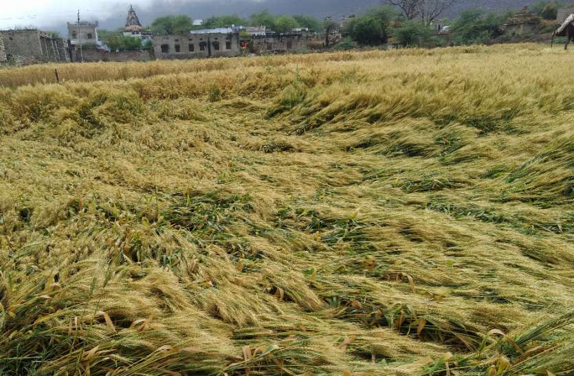 बदले मौसम ने किसानों के सपनों पर फेरा पानी बदले मौसम ने किसानों के सपनों पर फेरा पानी