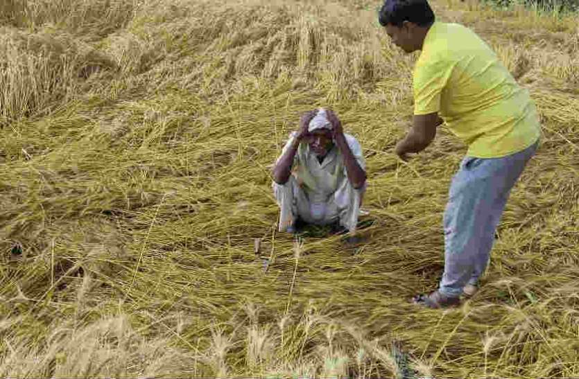 crop_wasted.jpg मध्य प्रदेश में आफत की बारिश, गेहूं-चने की फसल हुई बर्बाद