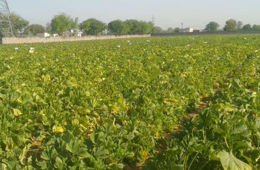 लॉकडाउन: किसानों की कमाई लॉक, सब्जी मंडियों में लाखों रुपए का व्यवसाय धरातल पर लॉकडाउन: किसानों की कमाई लॉक, सब्जी मंडियों में लाखों रुपए का व्यवसाय धरातल पर