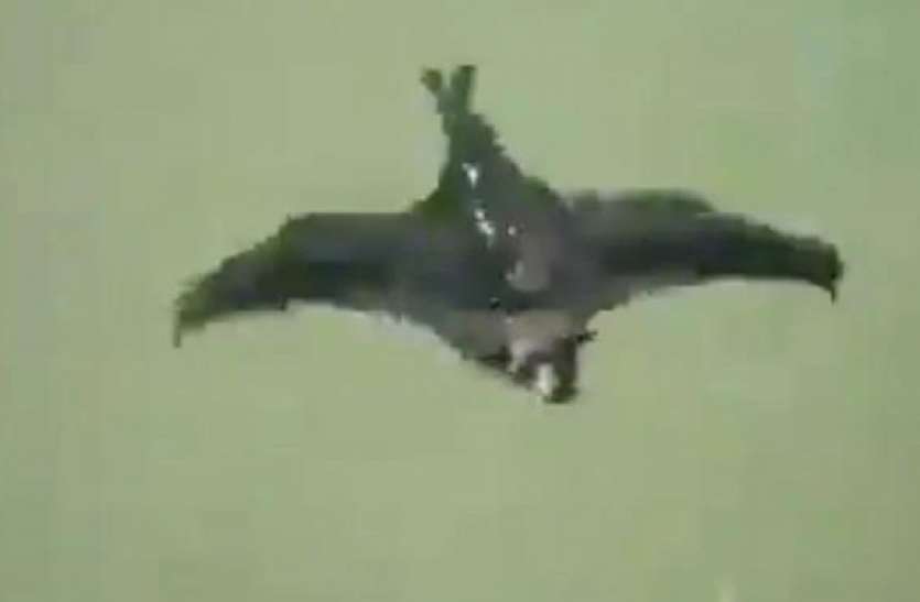 Bat Swimming नदी में गोता लगाते दिखा चमगादड़, तेज़ रफ्तार के साथ जुदा अंदाज में की स्विमिंग...देखें वायरल वीडियो