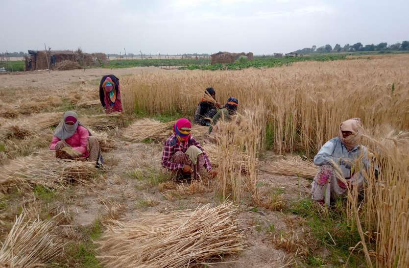 प्रशासन की नजर सडक़ व बाजार तक, कोरोना वायरस के डर से फसल कटाई के लिए नही मिल रहे श्रमिक प्रशासन की नजर सडक़ व बाजार तक, कोरोना वायरस के डर से फसल कटाई के लिए नही मिल रहे श्रमिक