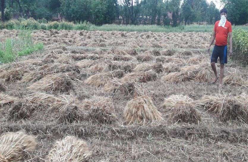 मौसम की मार: बारिश ने बढ़ाई किसानों की चिंता मौसम की मार: बारिश ने बढ़ाई किसानों की चिंता