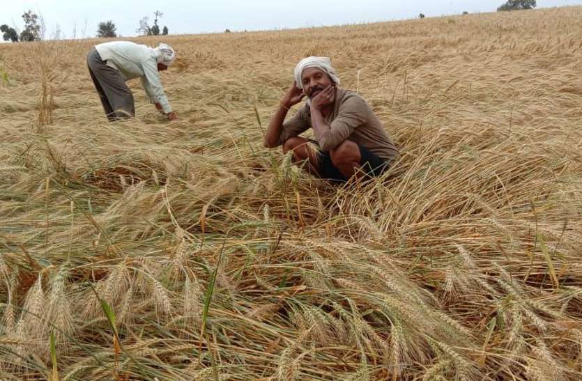 बारिश से किसानों पर बरसी आफत, 45 फीसदी गेहूं की फसल का नुकसान हुआ- देखें वीडियो बारिश से किसानों पर बरसी आफत, 45 फीसदी गेहूं की फसल का नुकसान हुआ- देखें वीडियो