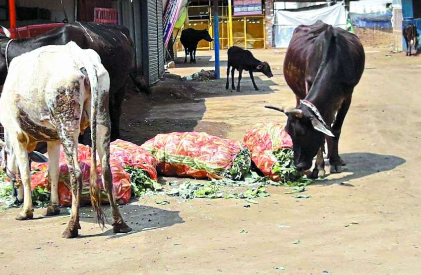 Lockdown: Jam vegetables in mandis Lockdown: मंडियों में जाम सब्जियां, मवेशियों के छोड़ रहे क्विंटलों सब्जियां