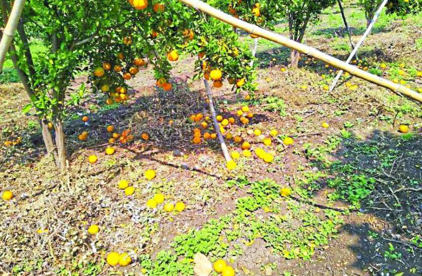 santra_fasal_ko_nuksan.jpg संतरा उत्पादक किसान कोरोना के साथ-साथ प्राकृतिक आपदा की मार झेल रहे है