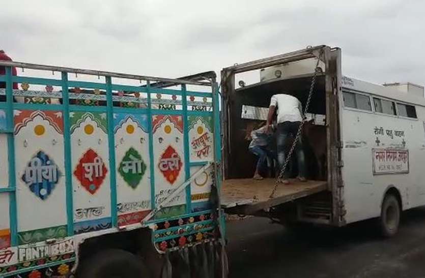 लॉकडाउन के बीच गायों की तस्करी! लॉकडाउन के बीच गायों की तस्करी!