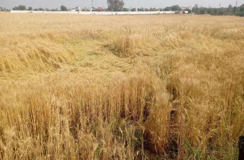 कोरोना और मौसम की मार के बीच दाव पर अन्नदाता की फसल कोरोना और मौसम की मार के बीच दाव पर अन्नदाता की फसल