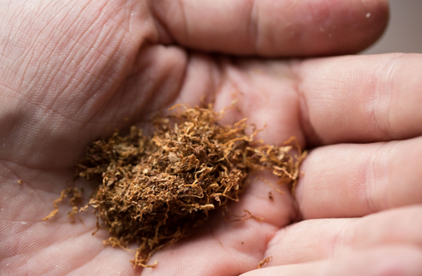 Coronavirus Update: Is Tobacco Helps To Rise COVID-19, This the answer Coronavirus Update: क्या काेराेना का खतरा बढ़ाता है तंबाकू सेवन, जानिए विशेषज्ञों की राय