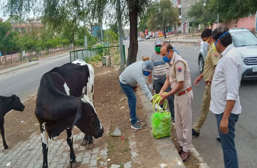 लॉक डाउन में पुलिस ने पशु-पक्षियों को डाला दाना-पानी,गायों को चारा लॉक डाउन में पुलिस ने पशु-पक्षियों को डाला दाना-पानी,गायों को चारा