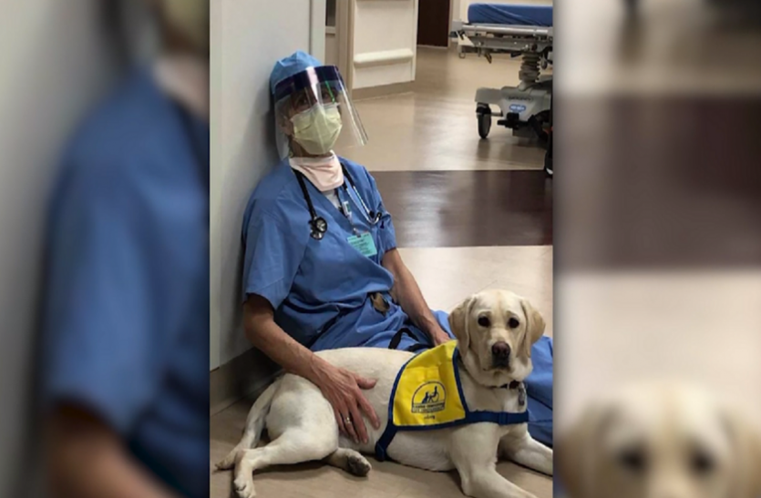 Dog Therapy कोरोना से लड़ाई में डॉक्टर्स का साथ दे रहा ये कुत्ता, जानें कैसे कर रहा है मदद