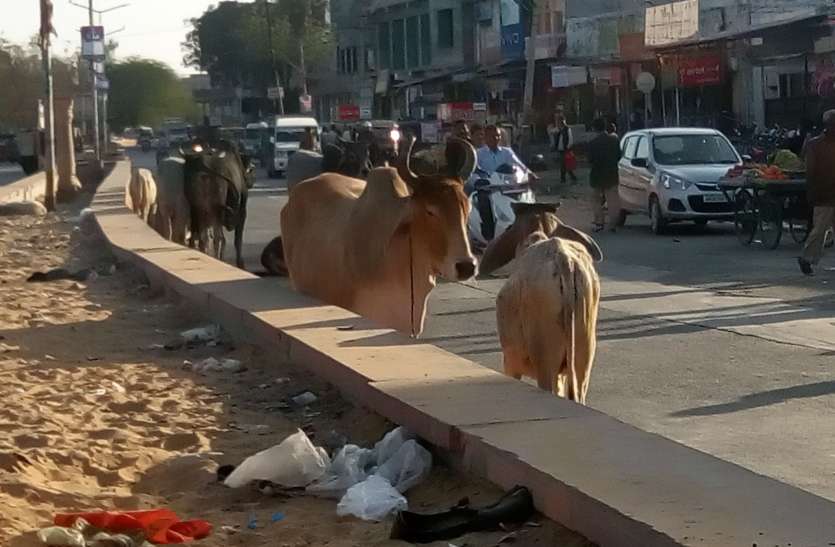 Photo will be taken with owner before leaving animal in cowshed गौशाला में पशु छोड़ने से पहले मालिक के साथ ली जाएगी फोटो