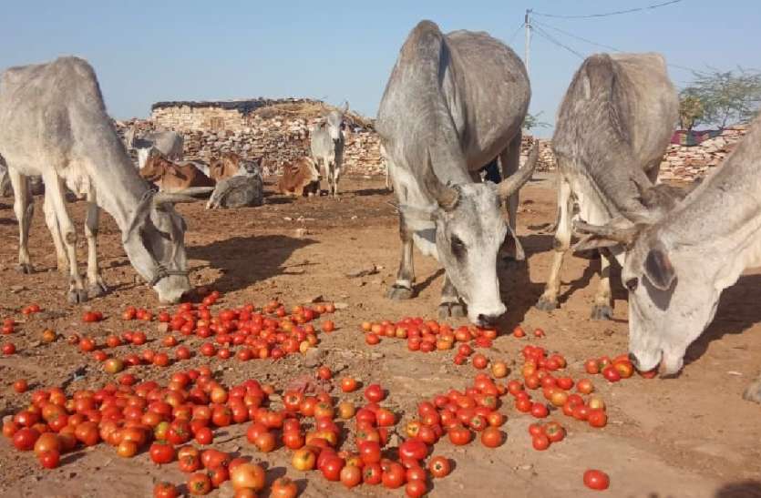 लॉकडाउन में लॉक हुई सब्जियां, मवेशियों को खिलाना हुआ मजबूरी लॉकडाउन में लॉक हुई सब्जियां, मवेशियों को खिलाना हुआ मजबूरी