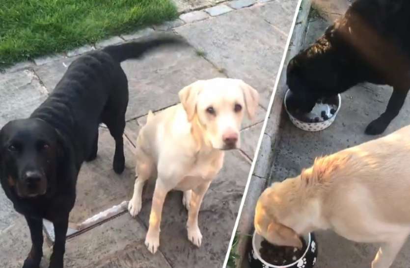 dog.jpg कोरोना: घर में खाली बैठे इस मशहूर कमेंटेटर ने कुत्तों के लिए की कमेंट्री, वीडियो हुआ वायरल