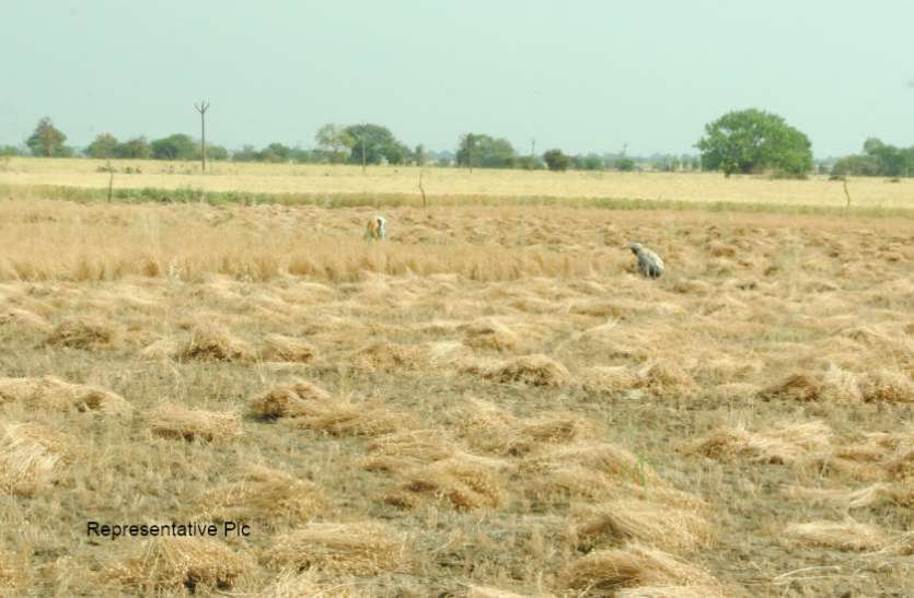 Farmer कोरोना वायरस : मजदूरों के पलायन से राजस्थान के किसानों को हो रही मुश्किलें