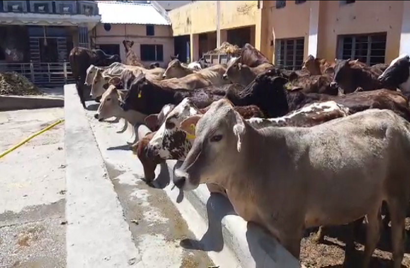 cow.png लॉकडाउन से चारे की पैदा हुई किल्लत, बेजुबान पशु हुए बेहाल
