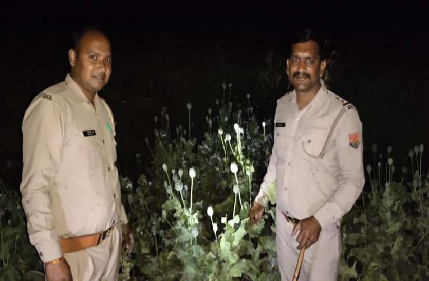 img-20200330-wa0009.jpg गन्ने और सरसों की फसल के बीच किसान कर रहा था अफीम की खेती, कीमत जानकर उड़ जाएंगे होश