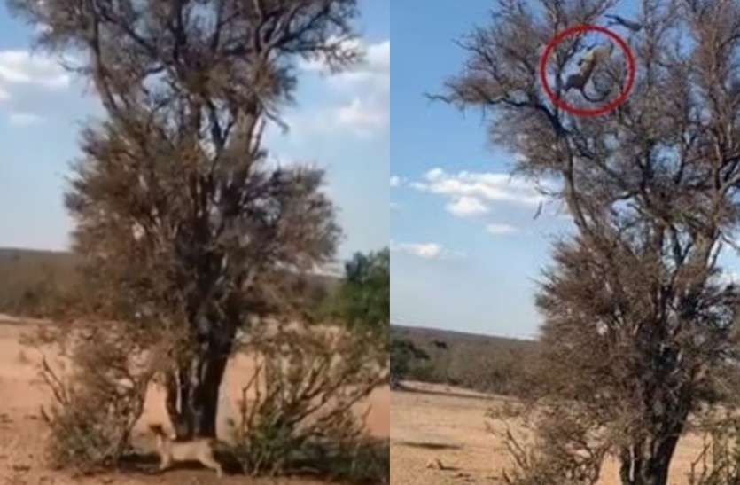monkey.jpg Video: तेंदुआ से बचने के लिए पेड़ पर चढ़ गया बंदर, हवा में ही हो गया शिकार