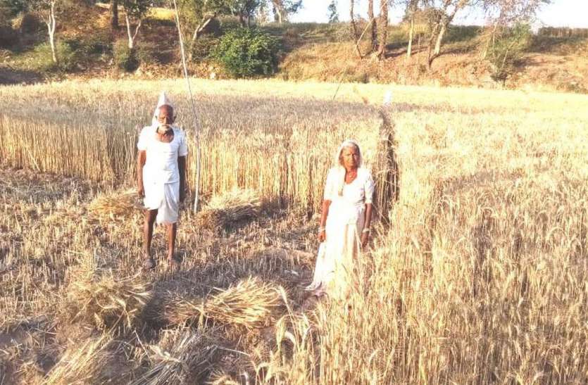 Farmers trying to save crop फसल सहेजने में जुटे किसान