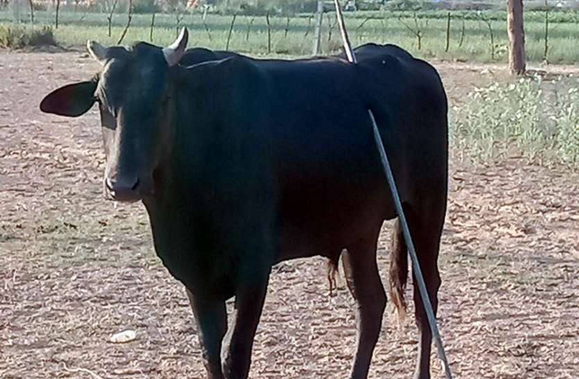 समाजकंटक ने नंदी के पेट में घोंपा सरिया समाजकंटक ने नंदी के पेट में घोंपा सरिया