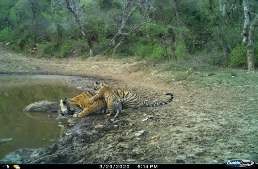 Sarska ST-10 Tigress Seen With A Cub In Sariska Tiger Reserve कोरोना की चिंता के बीच सरिस्का से आई खुश खबर, शावक के साथ दिखी बाघिन ST -10