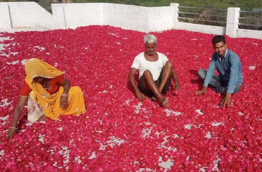 फूल उत्पादक किसानों में छाई मायूसी, लॉकडाउन में बर्बाद हुई गुलाब की खेती फूल उत्पादक किसानों में छाई मायूसी, लॉकडाउन में बर्बाद हुई गुलाब की खेती